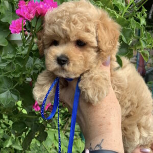 Marsik Maltipoo Marsik Maltipoo