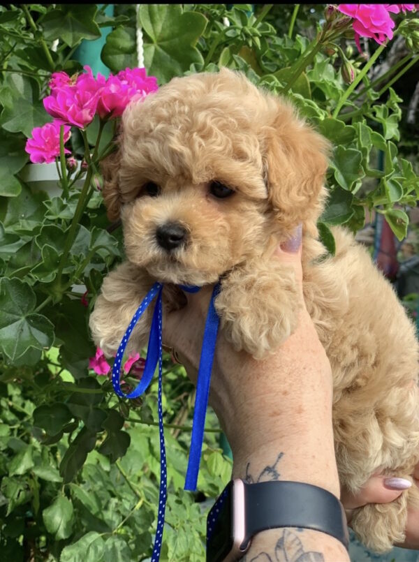 Marsik Maltipoo Marsik Maltipoo