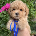 Marsik-male-maltipoo-puppy-for-sale-1 (2)