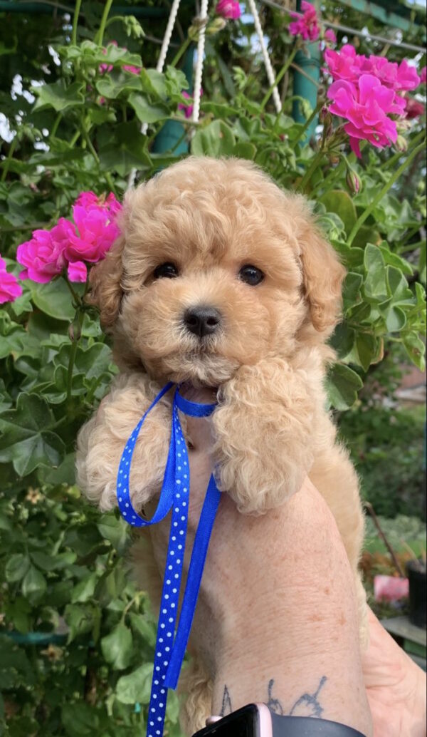 Marsik Maltipoo Marsik Maltipoo