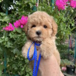 Marsik-male-maltipoo-puppy-for-sale-1 (3)