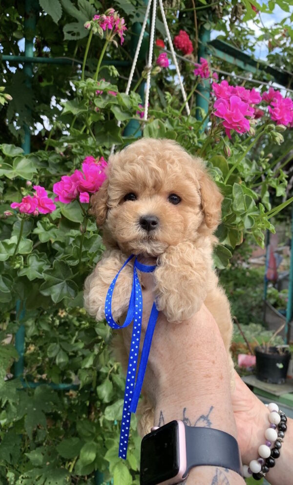 Marsik Maltipoo Marsik Maltipoo