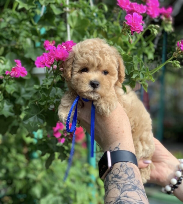 Marsik Maltipoo Marsik Maltipoo