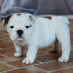 Melody-female-English bulldog-puppy-for-sale-1 (1)