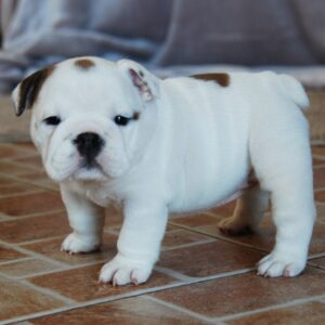 Melody English Bulldog