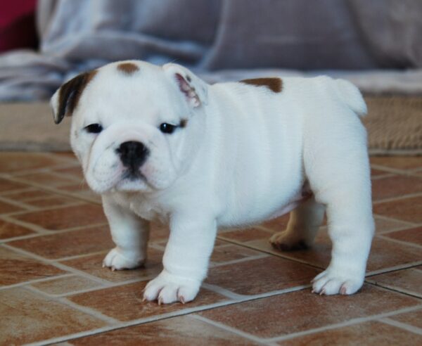 Melody English Bulldog Melody English Bulldog