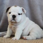 Melody-female-English bulldog-puppy-for-sale-1 (2)