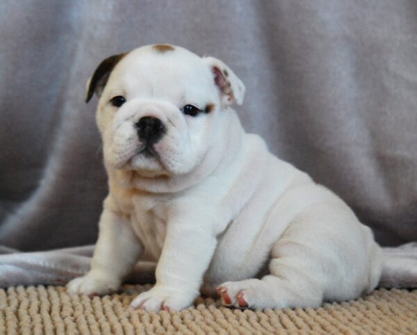 Melody English Bulldog Melody English Bulldog