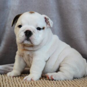 Melody English Bulldog