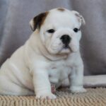 Melody-female-English bulldog-puppy-for-sale-1 (4)