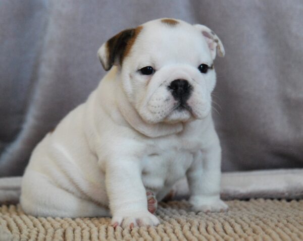Melody English Bulldog Melody English Bulldog