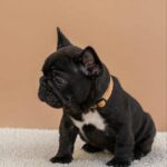 Merse-female-French-bulldog-puppy-for-sale-1