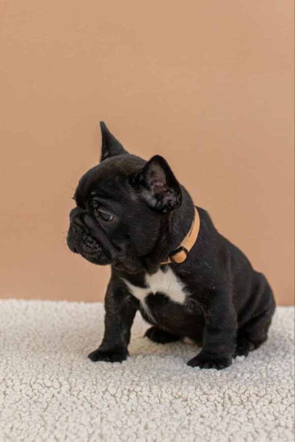 Merse French Bulldog Merse French Bulldog