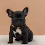 Merse-female-French-bulldog-puppy-for-sale-2
