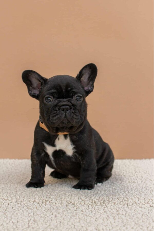 Merse French Bulldog Merse French Bulldog