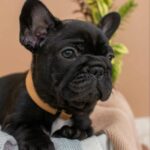 Merse-female-French-bulldog-puppy-for-sale-3