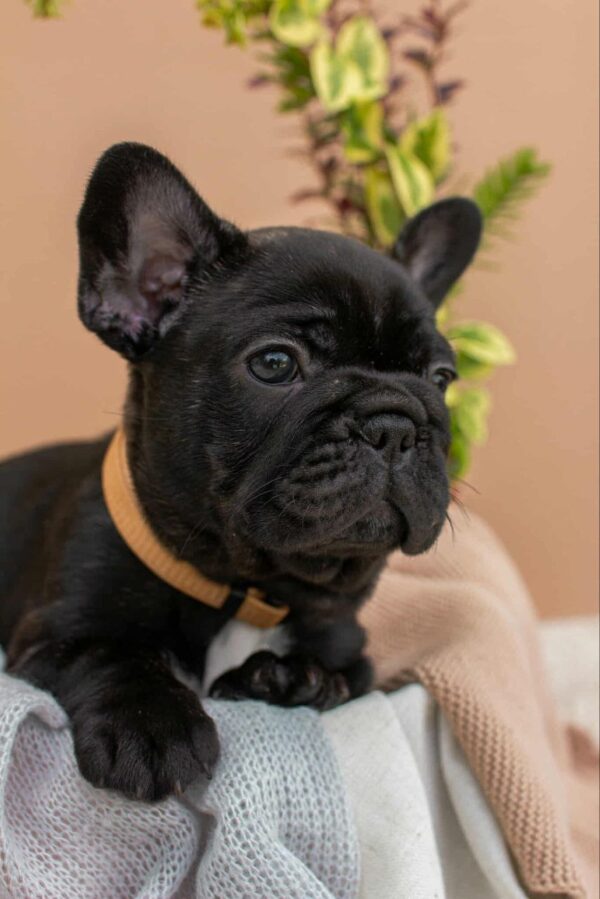 Merse French Bulldog Merse French Bulldog