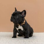 Merse-female-French-bulldog-puppy-for-sale-4