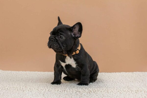 Merse French Bulldog Merse French Bulldog