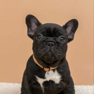 Merse French Bulldog