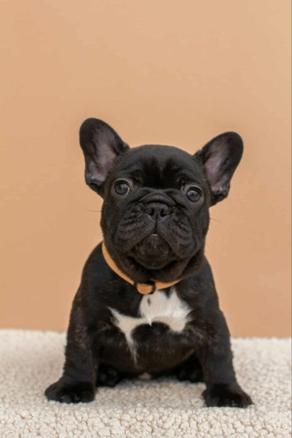 Merse French Bulldog Merse French Bulldog