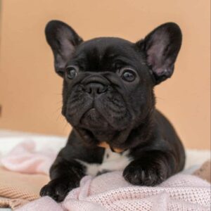 Merse French Bulldog