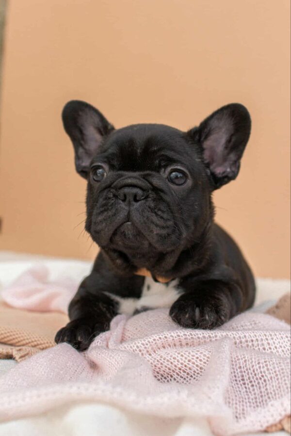 Merse French Bulldog Merse French Bulldog