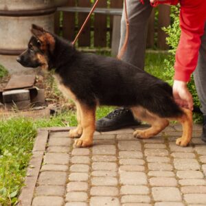 Messi German Shepherd Messi German Shepherd