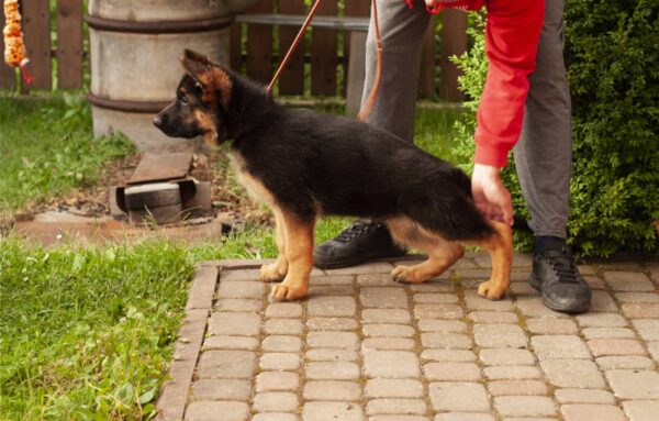 Messi German Shepherd Messi German Shepherd