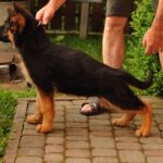 Messi-male-German-shepherd-puppy-for-sale-1 (2)