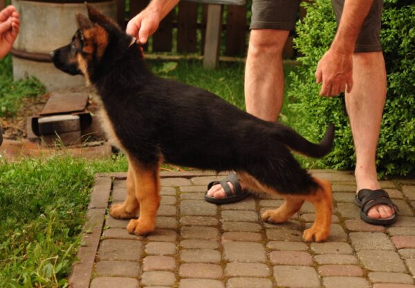 Messi German Shepherd Messi German Shepherd