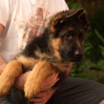 Gia German Shepherd