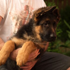 Messi German Shepherd Messi German Shepherd