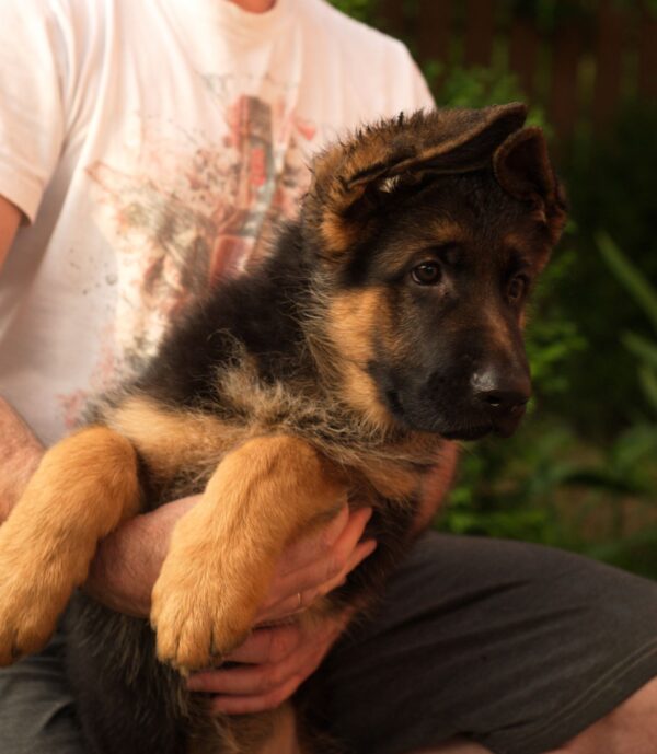 Messi German Shepherd Messi German Shepherd