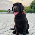 Mika-female-labrador-retriver-Dog-puppy-for-sale-1 (1)