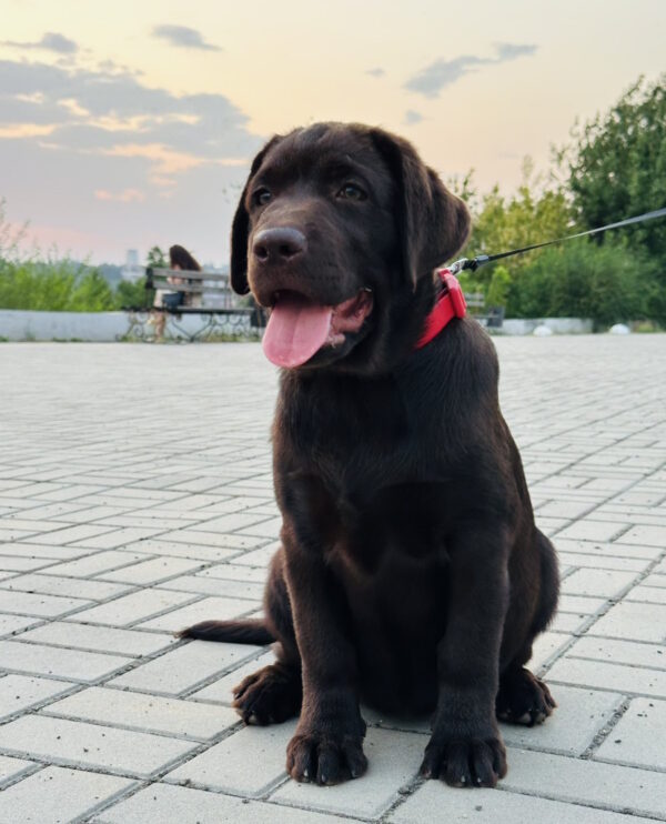 Mika Labrador Retriever Mika Labrador Retriever