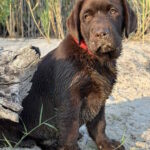 Mika-female-labrador-retriver-Dog-puppy-for-sale-1 (2)