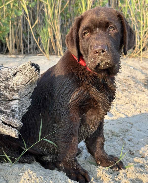 Mika Labrador Retriever Mika Labrador Retriever