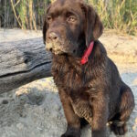 Mika-female-labrador-retriver-Dog-puppy-for-sale-1 (3)