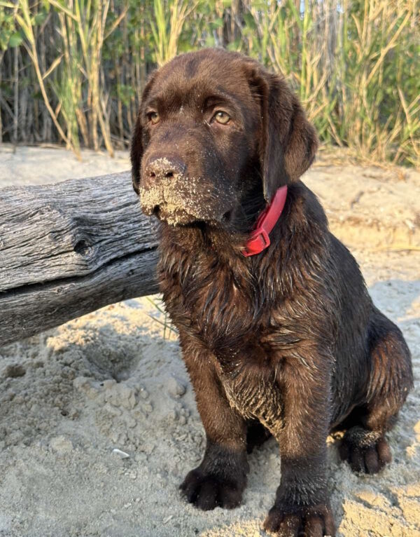 Mika Labrador Retriever Mika Labrador Retriever