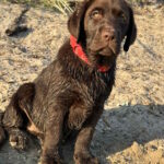 Mika-female-labrador-retriver-Dog-puppy-for-sale-1 (4)
