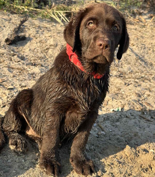 Mika Labrador Retriever Mika Labrador Retriever