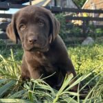 Naira-female-labrador-retriver-puppy-for-sale-1 (1)