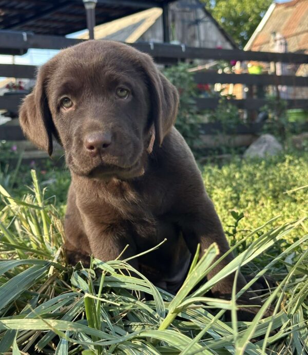 Naira Labrador Retriever