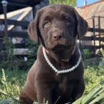 Deni Labrador Retriever