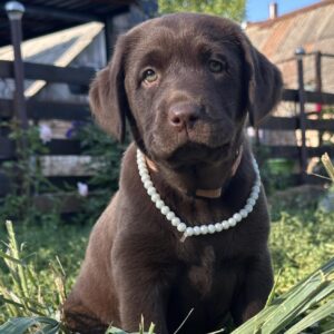 Naira Labrador Retriever Naira Labrador Retriever