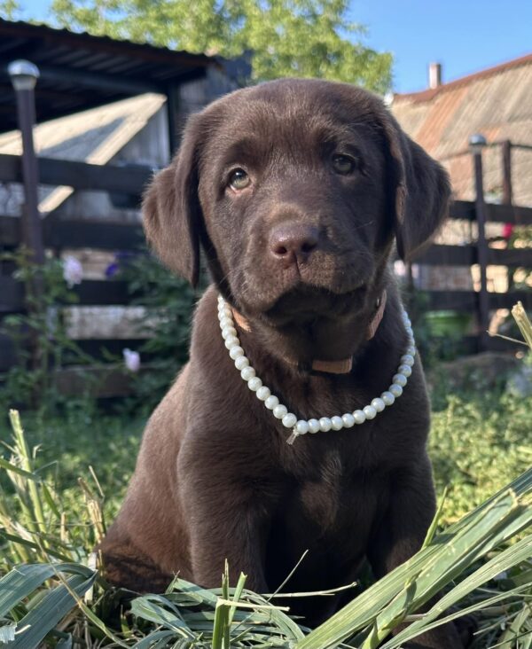 Naira Labrador Retriever