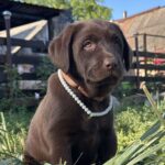 Naira-female-labrador-retriver-puppy-for-sale-1 (3)