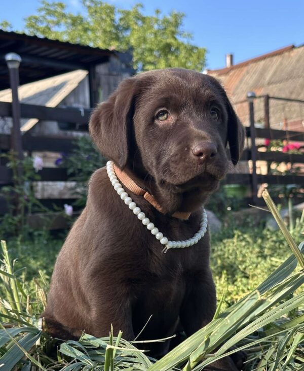 Naira Labrador Retriever