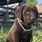 Naira-female-labrador-retriver-puppy-for-sale-1 (4)